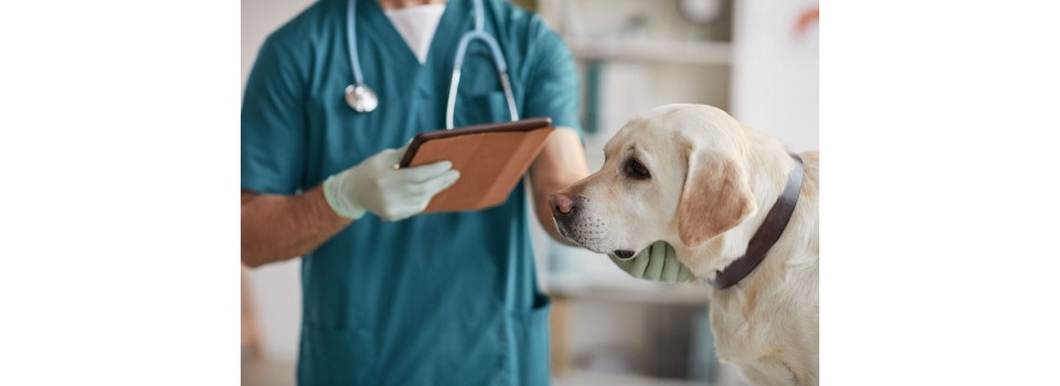 Какие СИЗ нужны ветеринарному врачу?